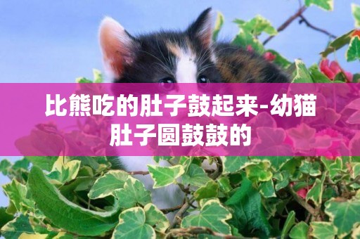 比熊吃的肚子鼓起來-幼貓肚子圓鼓鼓的