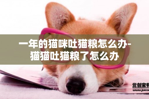 一年的貓咪吐貓糧怎么辦-貓貓吐貓糧了怎么辦