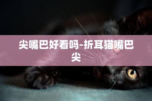 尖嘴巴好看嗎-折耳貓嘴巴尖