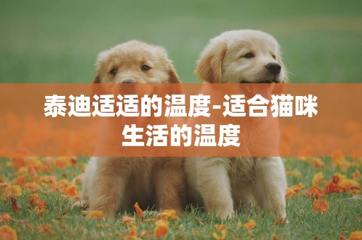 泰迪適適的溫度-適合貓咪生活的溫度
