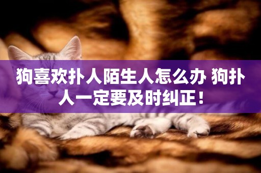 狗喜歡撲人陌生人怎么辦 狗撲人一定要及時糾正！