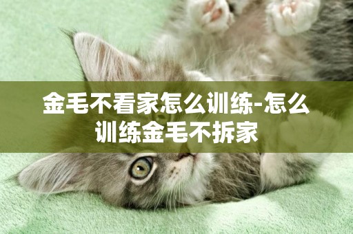 金毛不看家怎么訓練-怎么訓練金毛不拆家