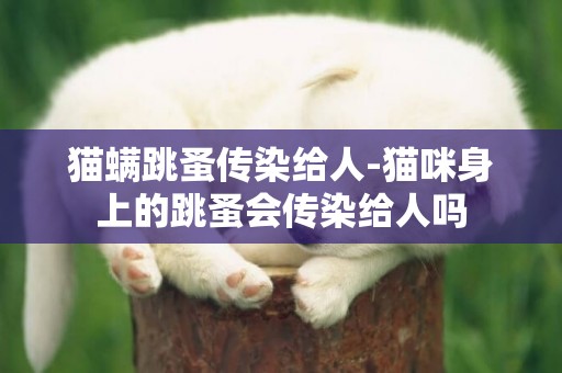 貓螨跳蚤傳染給人-貓咪身上的跳蚤會傳染給人嗎