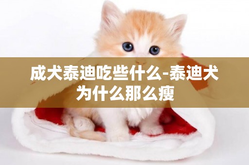 成犬泰迪吃些什么-泰迪犬為什么那么瘦
