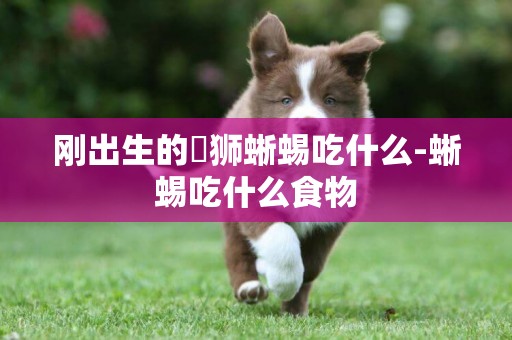 剛出生的鬆獅蜥蜴吃什么-蜥蜴吃什么食物
