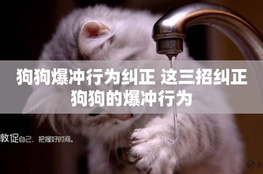 狗狗爆沖行為糾正 這三招糾正狗狗的爆沖行為