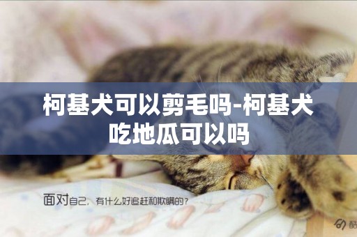 柯基犬可以剪毛嗎-柯基犬吃地瓜可以嗎
