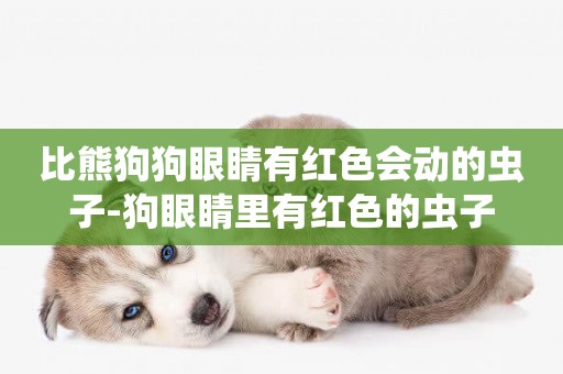 比熊狗狗眼睛有紅色會動的蟲子-狗眼睛里有紅色的蟲子