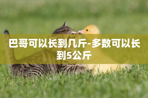 巴哥可以長到幾斤-多數可以長到5公斤