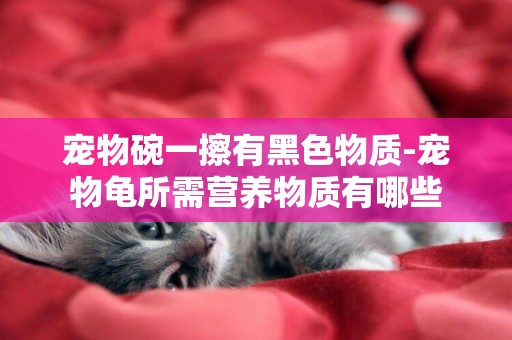 寵物碗一擦有黑色物質-寵物龜所需營養物質有哪些