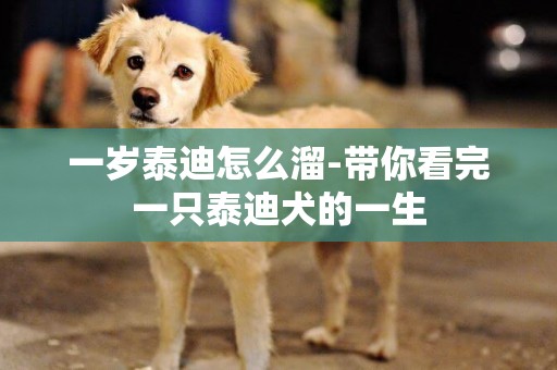 一歲泰迪怎么溜-帶你看完一只泰迪犬的一生