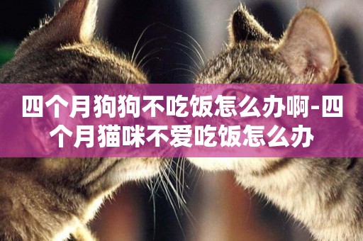 四個月狗狗不吃飯怎么辦啊-四個月貓咪不愛吃飯怎么辦