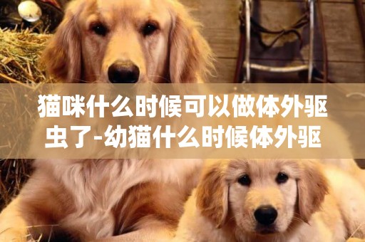 貓咪什么時候可以做體外驅蟲了-幼貓什么時候體外驅蟲