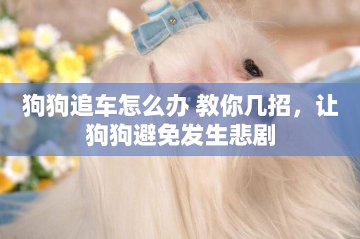 狗狗追車怎么辦 教你幾招，讓狗狗避免發生悲劇