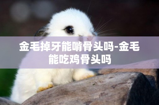 金毛掉牙能啃骨頭嗎-金毛能吃雞骨頭嗎