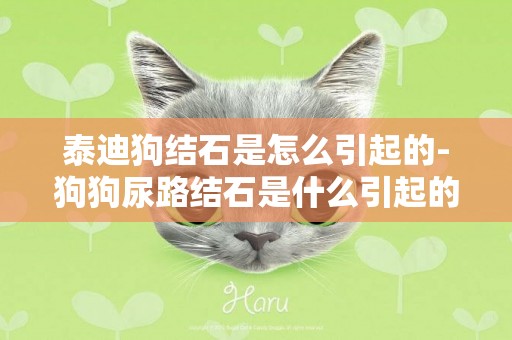 泰迪狗結石是怎么引起的-狗狗尿路結石是什么引起的