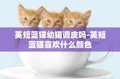 英短藍貓幼貓調皮嗎-英短藍貓喜歡什么顏色