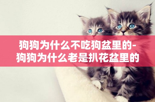 狗狗為什么不吃狗盆里的-狗狗為什么老是扒花盆里的土