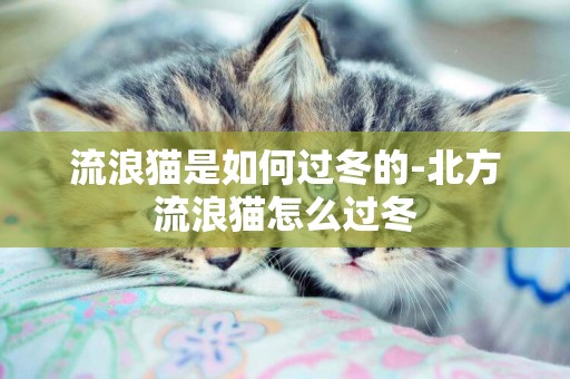 流浪貓是如何過冬的-北方流浪貓怎么過冬