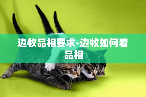 邊牧品相要求-邊牧如何看品相