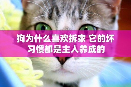 狗為什么喜歡拆家 它的壞習慣都是主人養成的