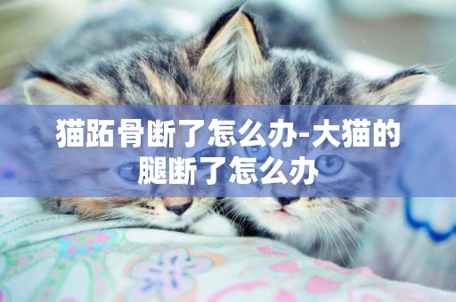 貓跖骨斷了怎么辦-大貓的腿斷了怎么辦