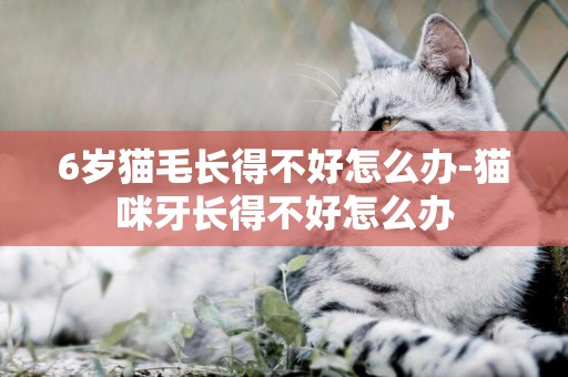 6歲貓毛長得不好怎么辦-貓咪牙長得不好怎么辦