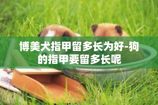 博美犬指甲留多長為好-狗的指甲要留多長呢