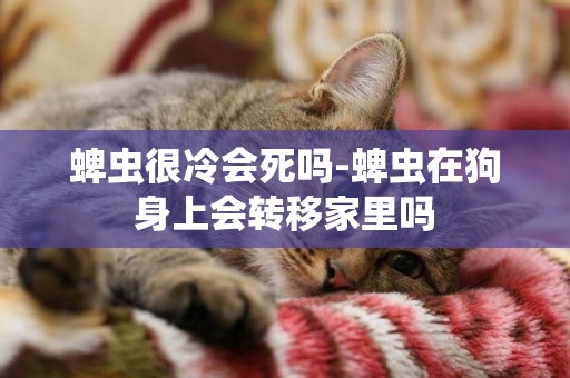 蜱蟲很冷會死嗎-蜱蟲在狗身上會轉移家里嗎