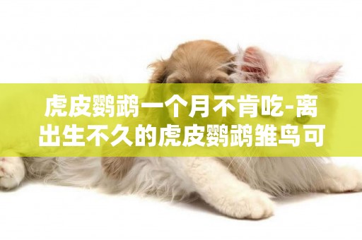 虎皮鸚鵡一個月不肯吃-離出生不久的虎皮鸚鵡雛鳥可以自己吃東西嗎