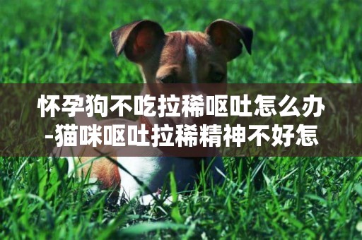 懷孕狗不吃拉稀嘔吐怎么辦-貓咪嘔吐拉稀精神不好怎么辦