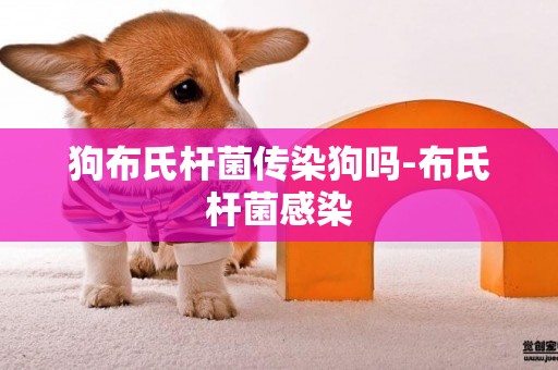 狗布氏桿菌傳染狗嗎-布氏桿菌感染
