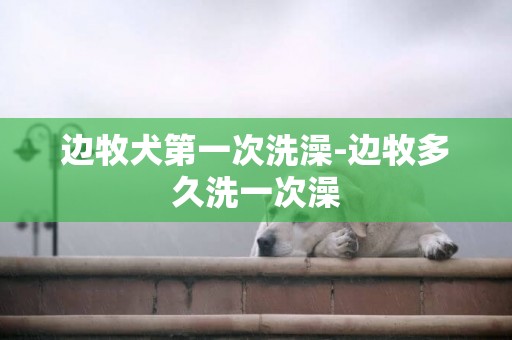 邊牧犬第一次洗澡-邊牧多久洗一次澡