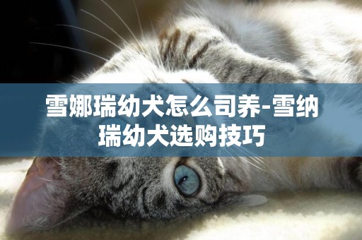 雪娜瑞幼犬怎么司養-雪納瑞幼犬選購技巧