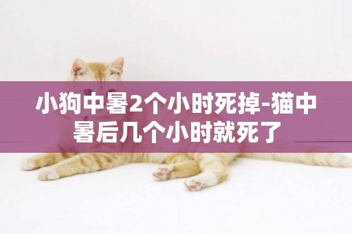 小狗中暑2個小時死掉-貓中暑后幾個小時就死了