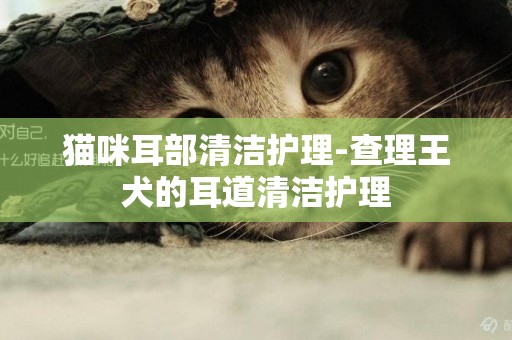 貓咪耳部清潔護理-查理王犬的耳道清潔護理