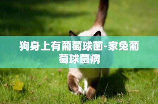 狗身上有葡萄球菌-家兔葡萄球菌病
