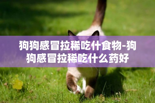 狗狗感冒拉稀吃什食物-狗狗感冒拉稀吃什么藥好