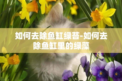 如何去除魚缸綠苔-如何去除魚缸里的綠藻