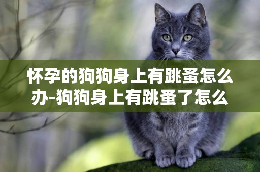 懷孕的狗狗身上有跳蚤怎么辦-狗狗身上有跳蚤了怎么辦