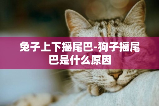 兔子上下搖尾巴-狗子搖尾巴是什么原因