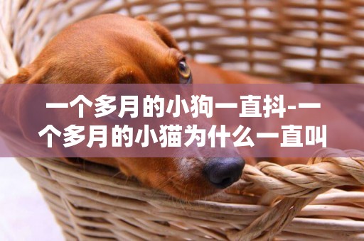 一個多月的小狗一直抖-一個多月的小貓為什么一直叫