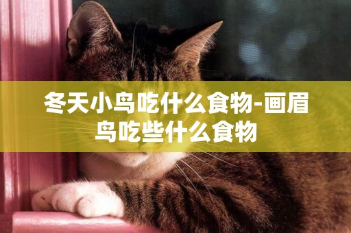 冬天小鳥吃什么食物-畫眉鳥吃些什么食物