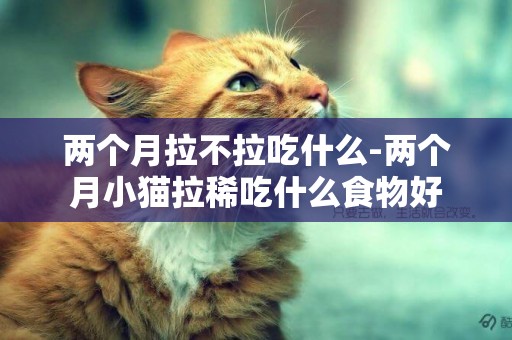 兩個月拉不拉吃什么-兩個月小貓拉稀吃什么食物好