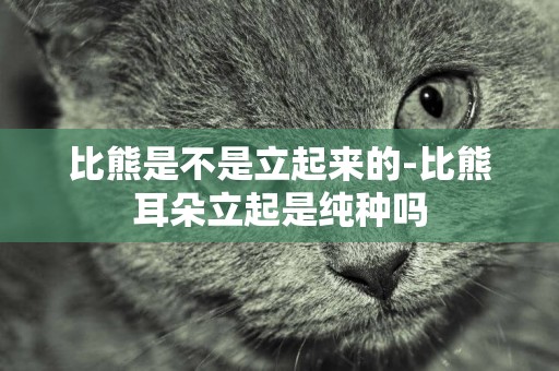 比熊是不是立起來的-比熊耳朵立起是純種嗎