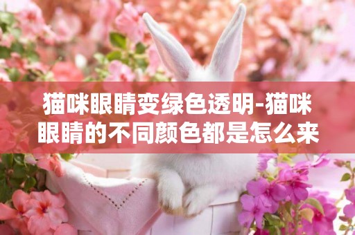 貓咪眼睛變綠色透明-貓咪眼睛的不同顏色都是怎么來的