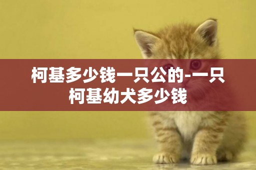 柯基多少錢一只公的-一只柯基幼犬多少錢