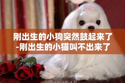 剛出生的小狗突然鼓起來了-剛出生的小貓叫不出來了怎么辦