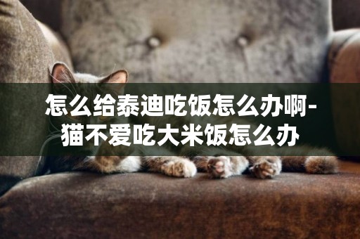 怎么給泰迪吃飯怎么辦啊-貓不愛吃大米飯怎么辦