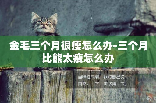 金毛三個月很瘦怎么辦-三個月比熊太瘦怎么辦